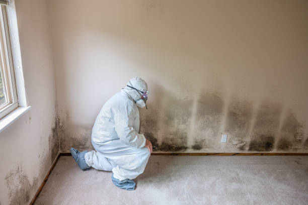Best Mold Damage Repair  in Flowing Wells, AZ